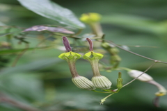 Ceropegia candelabrum var. biflora